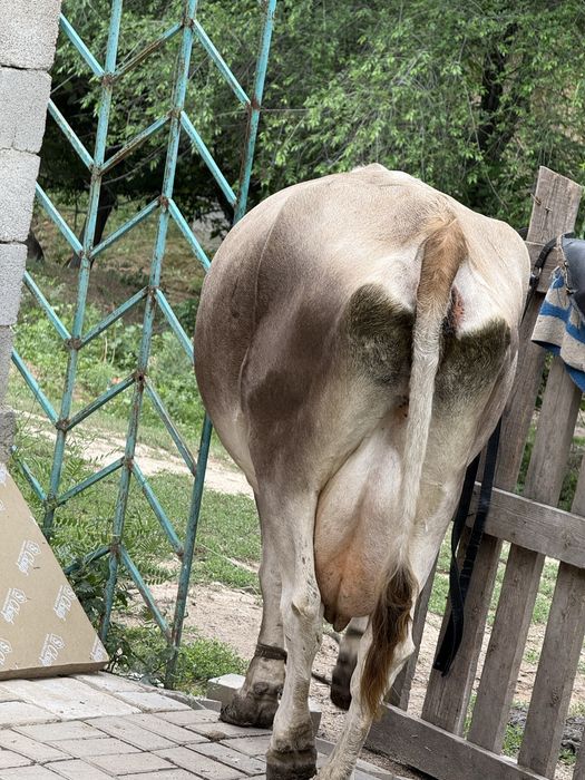 Корова сиыр алатау