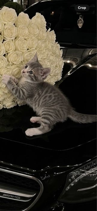 Домашиний кошка.