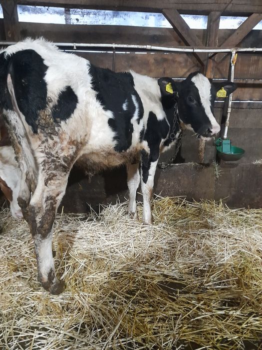 Vând vițea holștain