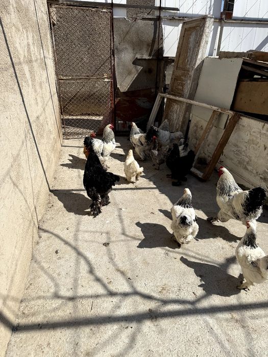 Брамо Тухумлари сотилади Тоза парода