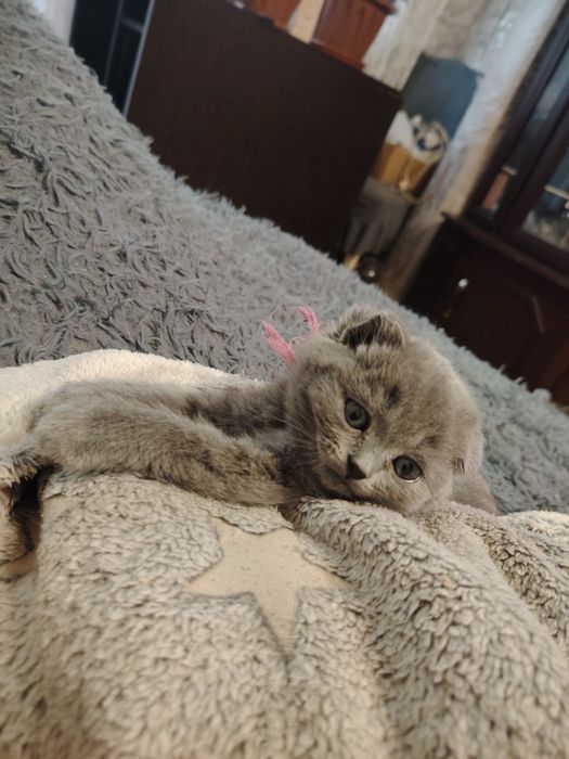 Шотландские малыши вислоушки