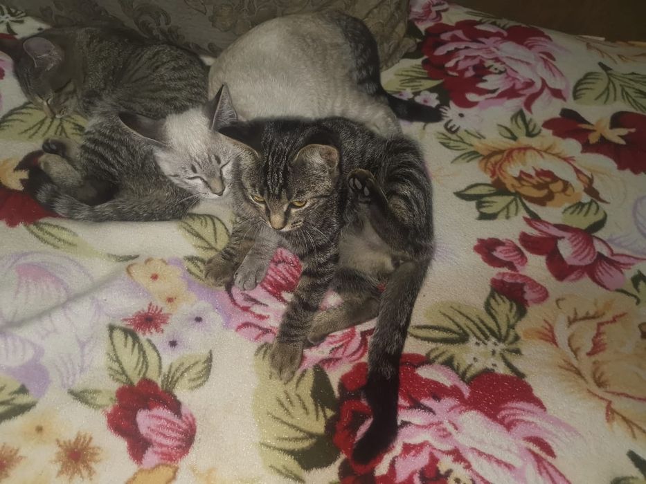 Отдам котят в добрые руки