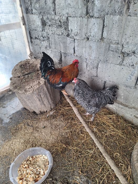 Әтештер , петухи 5000тг