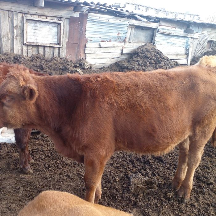Продам бычков этого года