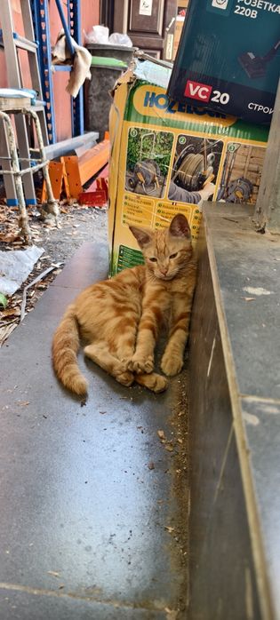 Отдам котенка мальчик