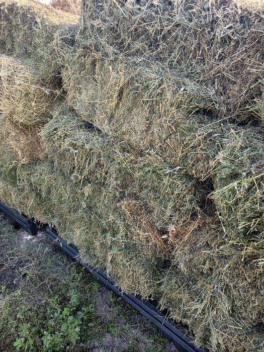 Lucernă de vânzare