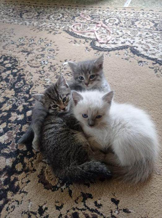 Отдам котят в добрые руки