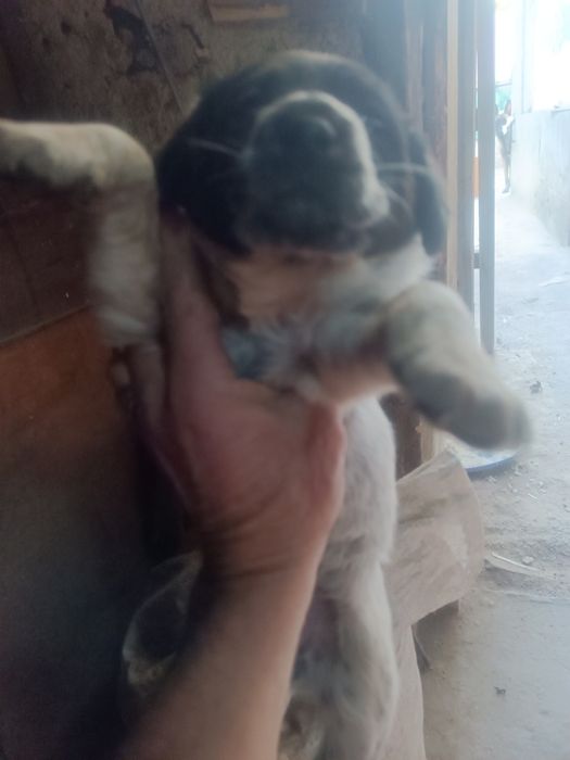 Щенки месячные,подкидыши