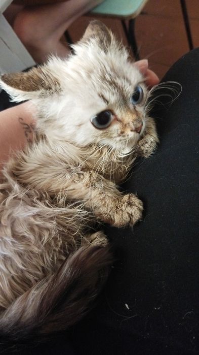 Отдам в добрые руки