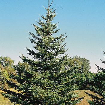 Poze reale/ plante ornamentale ( tuia, brazi, platani, mesteacan, tei