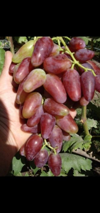 Саженцы винограда