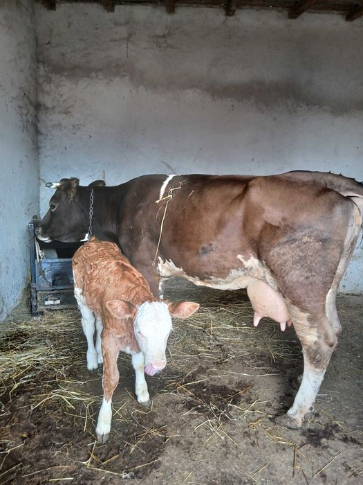 Schimb vaca de lapte cu vitel cu vaca de taiat !