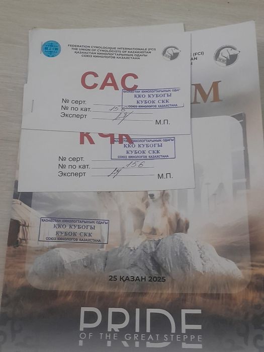 Құмай тазы күшіктер