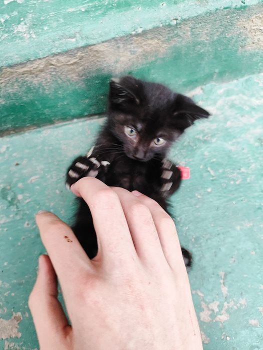 Черный котёнок, 1,5 месяца