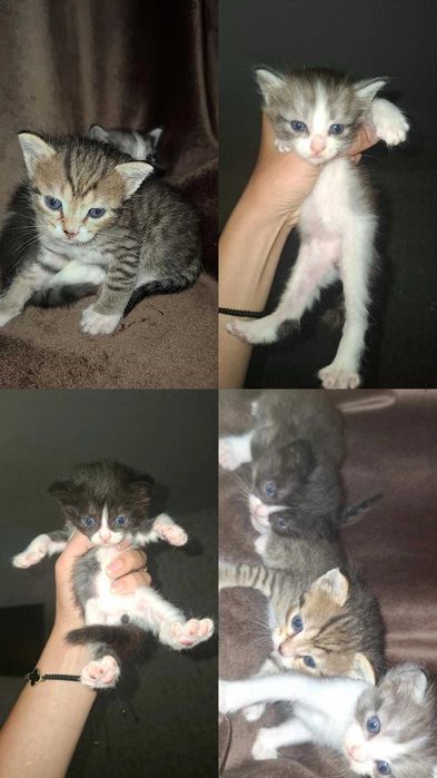 Кошечки ищут себе дом