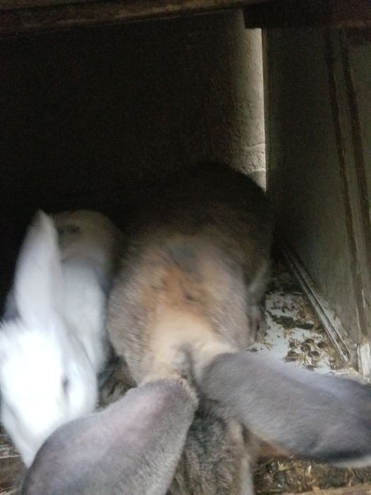 Flandr bolalari sotiladi 1oylik dan 45kunlikgacha