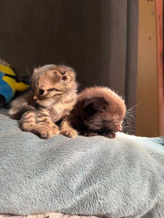 Продам котят шотландских вислоухих