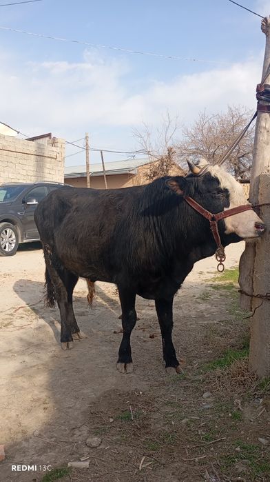 3 та Хукзлар сотилади