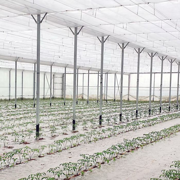 FOLIE TERMICĂ perforată, tratată UV și IR 4202