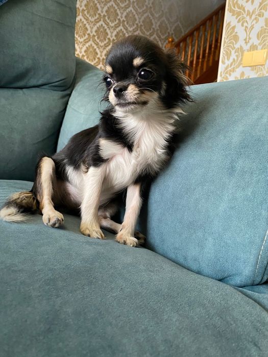 Кукольная чихуахуа с родословной ФЦИ