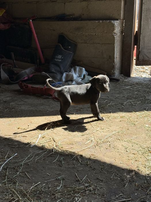 Тазы күшіктер.