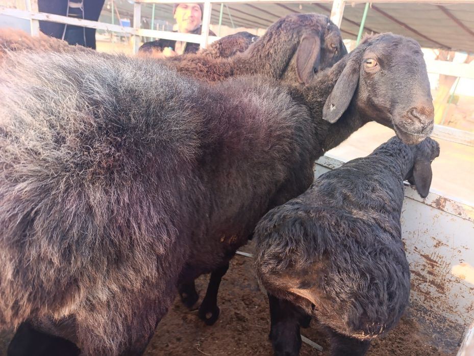 Ona bola qazoqi qõylar sotiladi