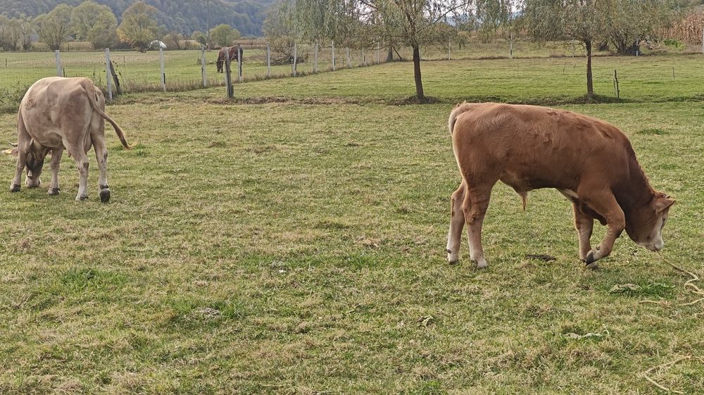 Vând vaca bruna de maramures