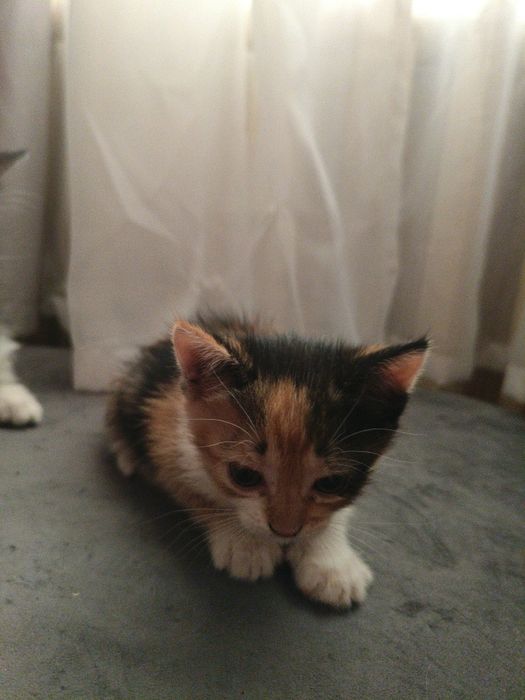 Отдам котят в хорошие руки