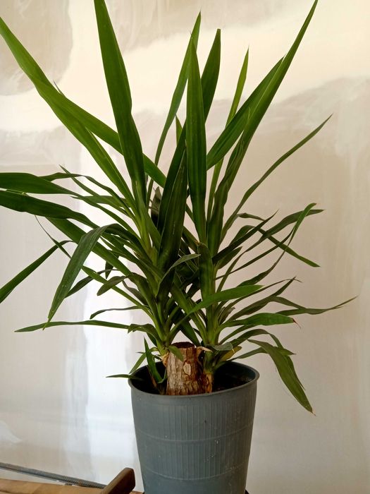 Дърво на Парите/Айхризон, Дърво на живота, Стайна Палма Юка