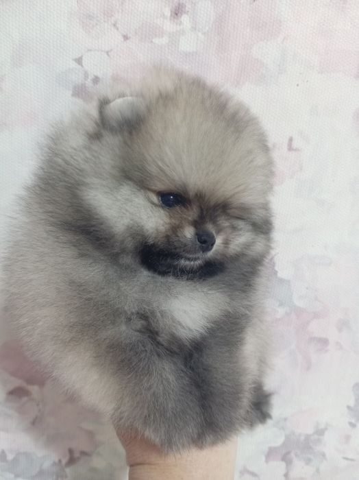 Продам щенков шпица