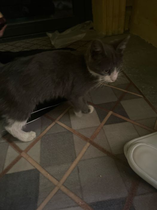 кошка бесплатно