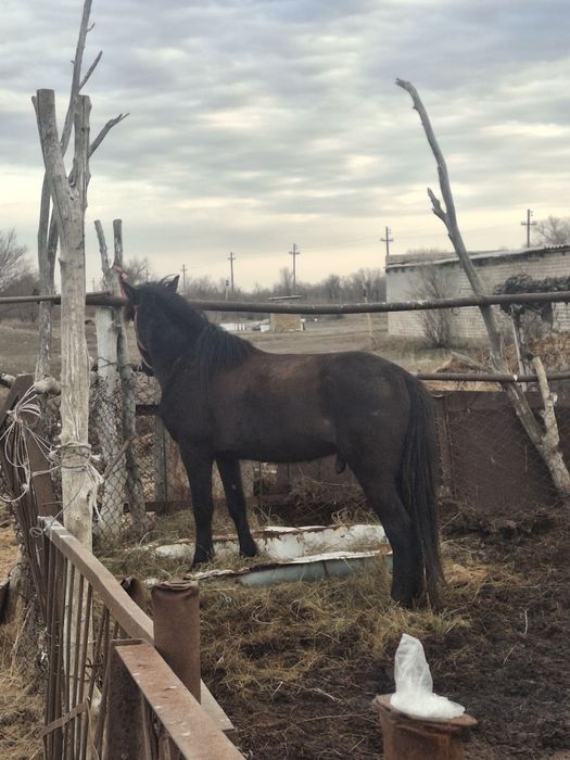 Дөнен сатылады бағасы келісімді
