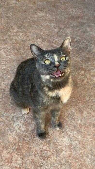 Кошка в поисках дома