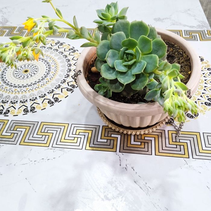 Эхеверия изящная.