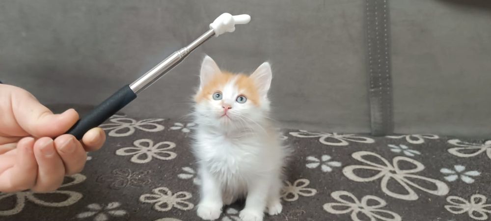 Отдадим котят в хорошие руки