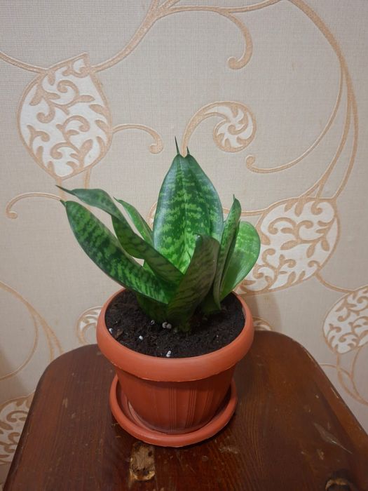 Сансивиерия (Sansevieria)