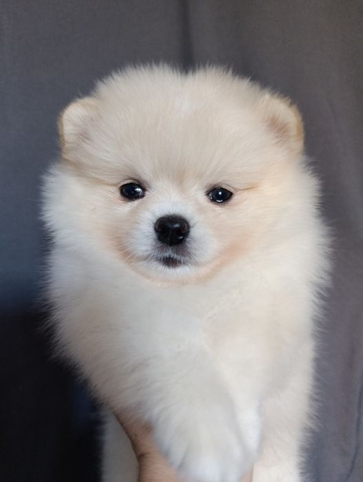 Щенки шпица мини