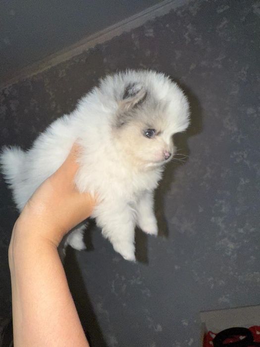 Померанский Шпиц