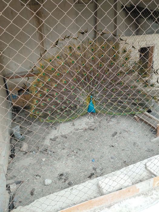 Tovus Павлин параси сотилади Продается пара Павлина