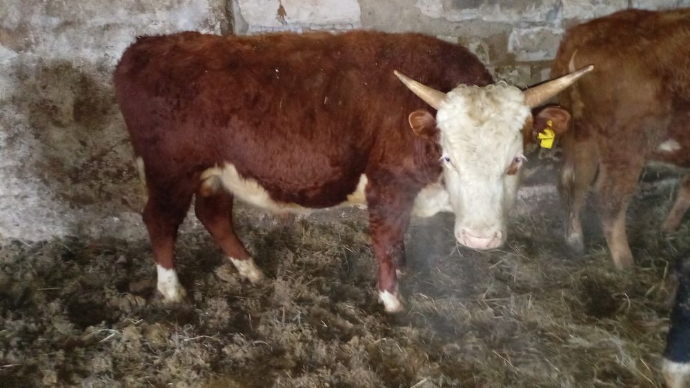 Продам 10 голов Бычков палторашек