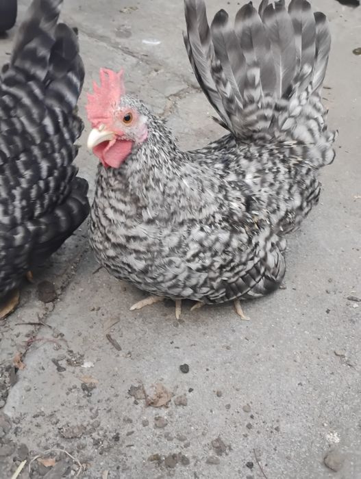 Cocoșel chabo barat