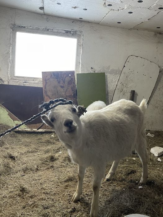 Ешкі Козы сатылады Срочноо!