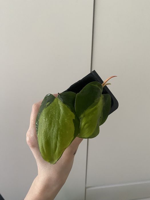 Бразил бразил лиана