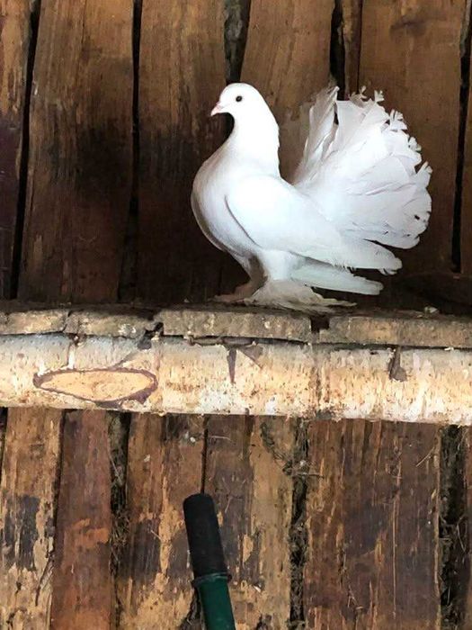 porumbei  voltati , femele