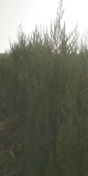 Арча ва Арча кучатлари сотилади оптом