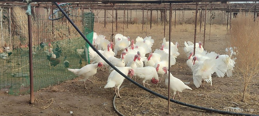 Продаются индюки местной породы,