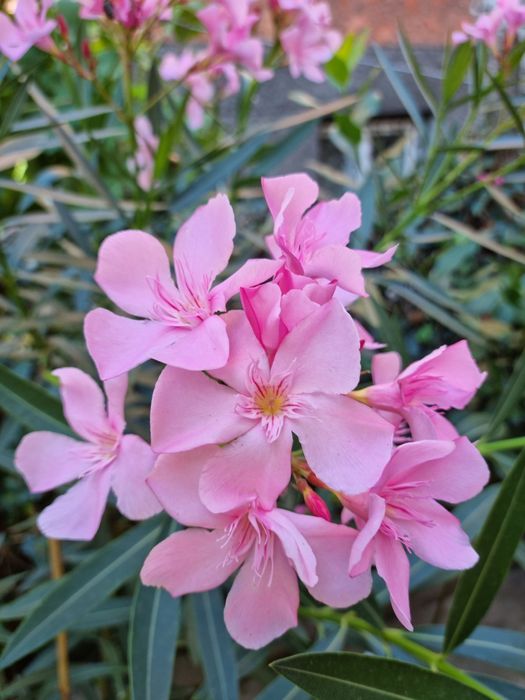 Олеандър Зокум Лян / Nerium oleander,