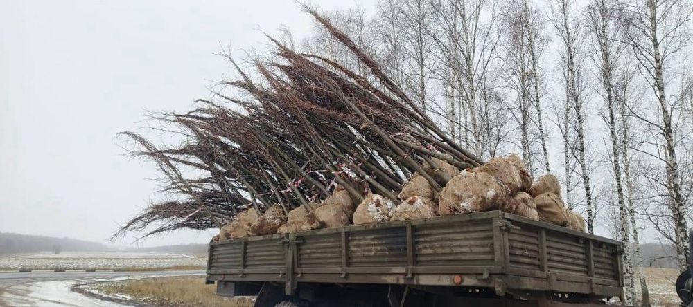 Ели яблони Груши тополя