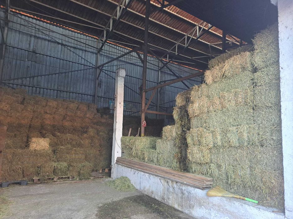 Vand lucerna coasa 1, 2 si 3 ,20lei,30lei si 35 lei balotul