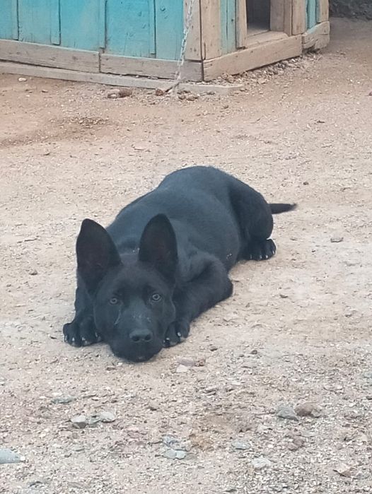 Немецкий овчарка